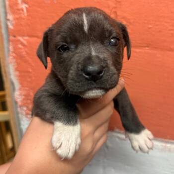 Zawyer -  Mixed Breed Dog for Adoption in Savannah, Georgia - Zawyer | PetCurious
