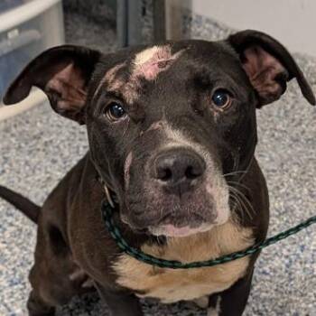 Opvee -  American Staffordshire Terrier Dog for Adoption in Greenville, South Carolina - Opvee | PetCurious
