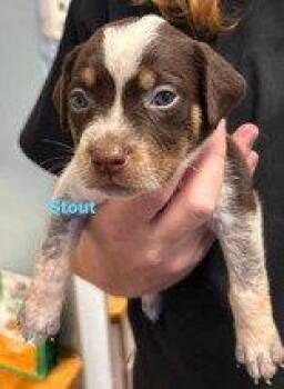 Stout -  Australian Cattle Dog Blue Heeler Dog for Adoption in Newport, Kentucky - Stout | PetCurious