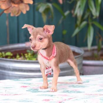 Chihuahua Dogs Available for Adoption in Wake Forest, North Carolina - Tater Tot | PetCurious
