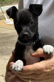 Rescue Chihuahua Dogs for Adoption in Matthews, North Carolina - Soks | PetCurious