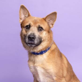 Romeo -  Mixed Breed Dog for Adoption in Franklin, Tennessee - Romeo | PetCurious