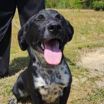 Labrador Retriever Dogs Available for Adoption in Manhasset, New York - Kaia | PetCurious