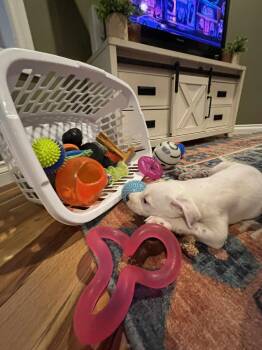 Pit Bull Terrier Dogs Available for Adoption in Pleasant Ridge, Michigan - Marley | PetCurious