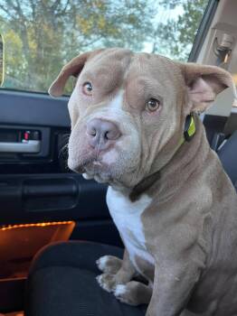 Chubbs -  American Bulldog and English Bulldog Dog for Adoption in Broken Arrow, Oklahoma - Chubbs | PetCurious