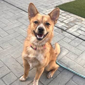 Tails -  Corgi and Mixed Breed Dog for Adoption in Los Angeles, California - Tails | PetCurious