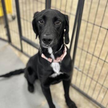 Mixed Breed Dogs Available for Adoption - Buck | PetCurious