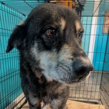 Rescue Mixed Breed Dogs for Adoption in Jefferson City, Tennessee - Oscar | PetCurious