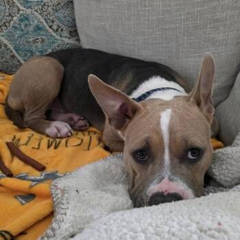 FInn -  Bulldog Dog Available for Adoption in Myrtle Beach, South Carolina - FInn | PetCurious
