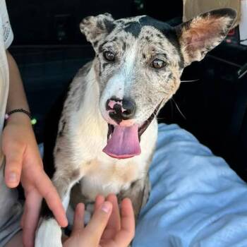 Paisley -  Australian Shepherd Dog for Adoption in Minneapolis, Minnesota - Paisley | PetCurious