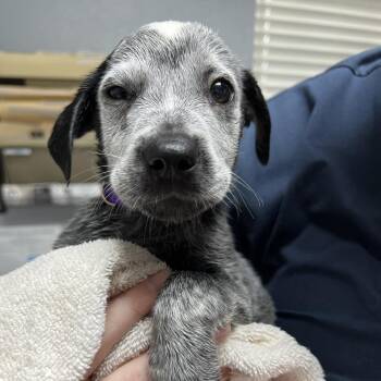 Matilda -  Australian Cattle Dog Blue Heeler Dog for Adoption in Mount Pleasant, Texas - Matilda | PetCurious