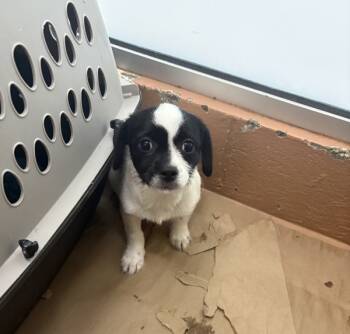 Rescue Chihuahua Dogs for Adoption in Kennewick, Washington - Cranberry | PetCurious