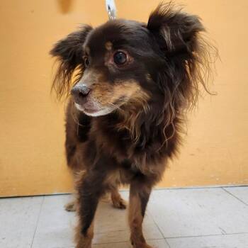 Chihuahua Dogs Available for Adoption - BOWIE | PetCurious