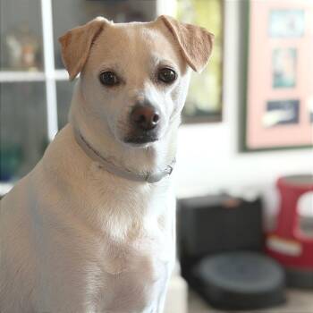 Sugar -  Terrier and Mixed Breed Dog for Adoption in Chicago, Illinois - Sugar | PetCurious