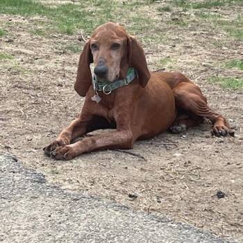 Rescue Redbone Coonhound Dogs for Adoption in Mechanic Falls, Maine - Bonnie | PetCurious