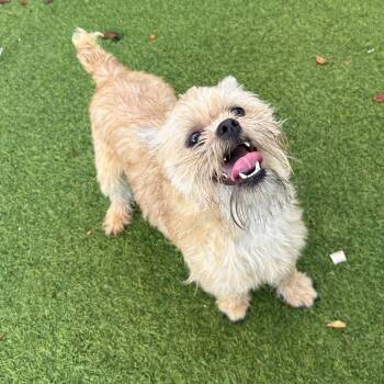 Brussels Griffon Dogs Available for Adoption in Loxahatchee Groves, Florida - Barney AKA Buddy 2381 | PetCurious