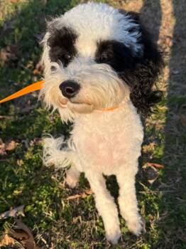 Cavapoo Dogs Available for Adoption - Bently | PetCurious