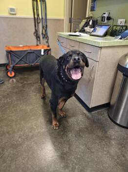 Rescue Rottweiler Dogs for Adoption in Rockwall, Texas - Found Stray: Jones | PetCurious
