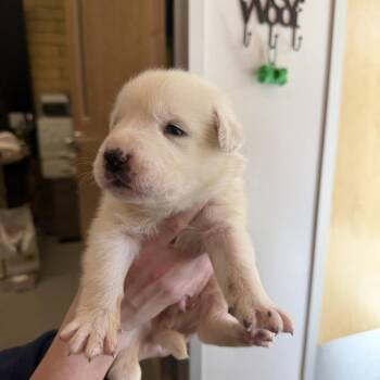 Great Pyrenees and Labrador Retriever Dogs Available for Adoption in Austin, Texas - Tracker | PetCurious