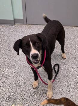Pepper -  Terrier Dog for Adoption in Athens, Tennessee - Pepper | PetCurious