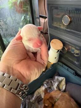 Chihuahua Dogs Available for Adoption in Carson City, Nevada - Prawn | PetCurious