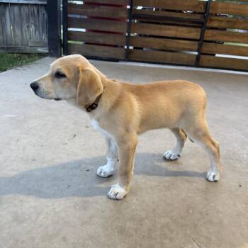 Sunshine -  Golden Retriever and Mixed Breed Dog for Adoption in Baton Rouge, Louisiana - Sunshine | PetCurious