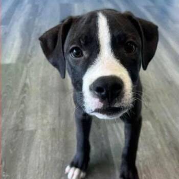 Rolo the mixed breed puppy -  Boxer and American Staffordshire Terrier Dog for Adoption in Muskego, Wisconsin - Rolo The Mixed Breed Puppy | PetCurious