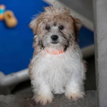 Crue (AG26-185) -  Shih Tzu and Bichon Frise Dog for Adoption in Peyton, Colorado - Crue (AG26-185) | PetCurious