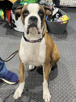 Rescue Boxer Dogs for Adoption in Park Row, Texas - Axelrod | PetCurious