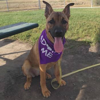 Rescue Mixed Breed Dogs for Adoption in Buffalo, Minnesota - Jiu Jitsu | PetCurious