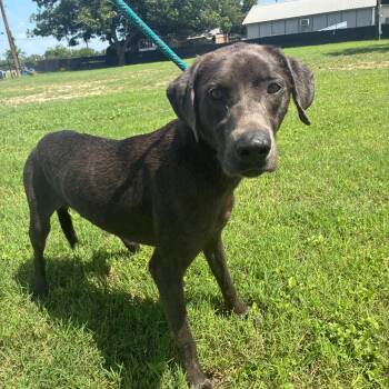 McRib aka Bones JuM -  Weimaraner and Blue Lacy Dog for Adoption in Austin, Texas - McRib Aka Bones JuM | PetCurious
