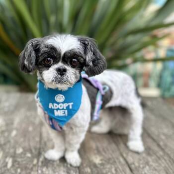 Stevie -  Shih Tzu Dog for Adoption in Pacific Grove, California - Stevie | PetCurious
