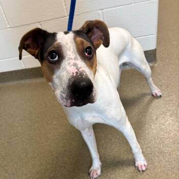 Patrick -  Mixed Breed Dog for Adoption in Council Bluffs, Iowa - Patrick | PetCurious