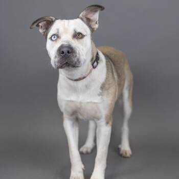 Neffertiti -  Mixed Breed Dog for Adoption in Portland, Oregon - Neffertiti | PetCurious