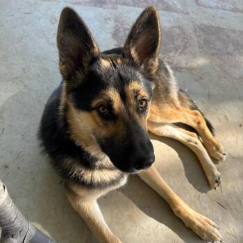 Lightening -  Shepherd and Mixed Breed Dog Available for Adoption in Lions Bay, British Columbia - Lightening | PetCurious