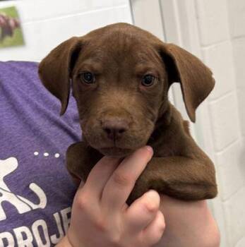 Heath -  Pit Bull Terrier and Mixed Breed Dog Available for Adoption in Kansas City, Missouri - Heath | PetCurious