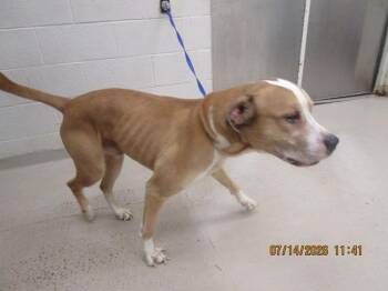 (17) -  Pit Bull Terrier Dog for Adoption in Marietta, Georgia - (17) | PetCurious