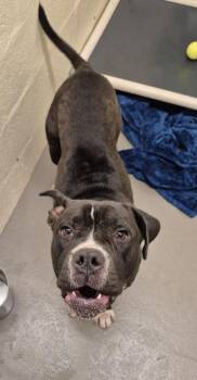 UNCLE PICKLES -  American Bulldog Dog Available for Adoption in Hagerstown, Maryland - UNCLE PICKLES | PetCurious