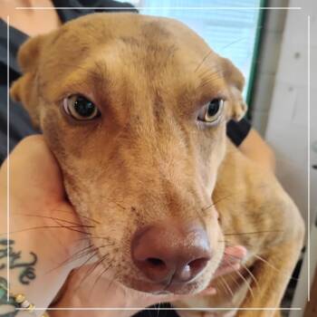 Rescue Mixed Breed Dogs for Adoption in Volcano, Hawaii - Loke | PetCurious