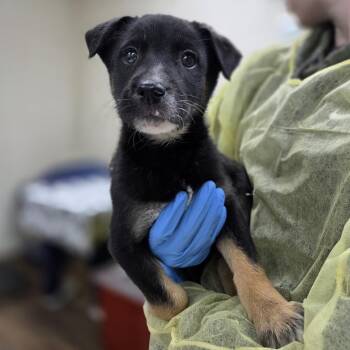 Australian Shepherd and Border Collie Dogs Available for Adoption - Sailor Pluto | PetCurious