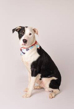 Brewster -  Australian Shepherd Dog for Adoption in Plaquemine, Louisiana - Brewster | PetCurious