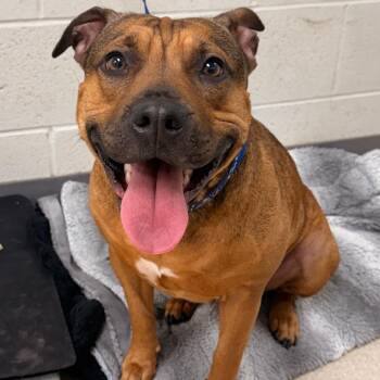 Pit Bull Terrier and German Shepherd Dog Dogs Available for Adoption in Evansville, Indiana - Egypt/ Gypsy | PetCurious