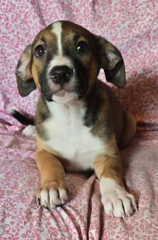 Hibiscus (foster needed) -  Beagle and Terrier Dog for Adoption in New York, New York - Hibiscus (foster Needed) | PetCurious