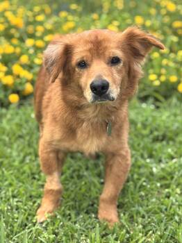 Sweeney -  Spaniel and Golden Retriever Dog for Adoption in Houston, Texas - Sweeney | PetCurious