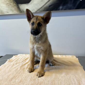 IVHS-Stray-141548 -  German Shepherd Dog Dog for Adoption in San Gabriel, California - IVHS-Stray-141548 | PetCurious