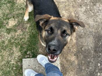German Shepherd Dog Dogs Available for Adoption in Anoka, Minnesota - Maverick-I25072 | PetCurious