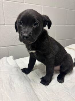 Labrador Retriever Dogs Available for Adoption - DRAGON | PetCurious