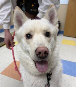 Siberian Husky and Alaskan Malamute Dogs Available for Adoption in Sioux City, Iowa - Plutus | PetCurious
