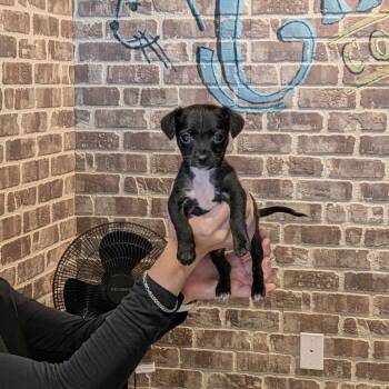 Pootie -  Chihuahua Dog for Adoption in Chico, California - Pootie | PetCurious