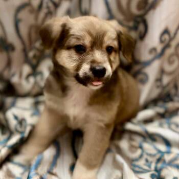 Reef -  Australian Shepherd and Chihuahua Dog for Adoption in Pelham, New Hampshire - Reef | PetCurious